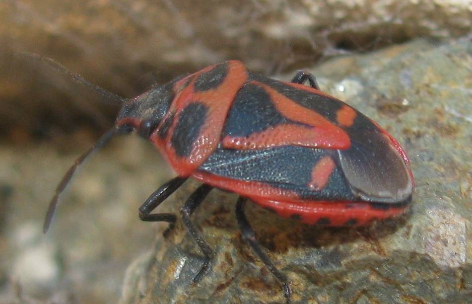 Pentatomidae: Eurydema rugulosa with different colouration